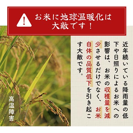 白米 おひさま米 栃木県産 とちぎの星 24kg 2kg×12袋 令和7年産