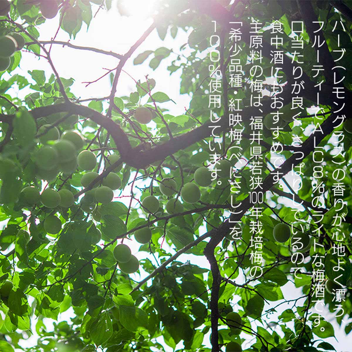 若狭梅酒 ギフトセット 〔若狭梅酒500ml、レモングラス梅酒500ml〕 お酒 梅酒