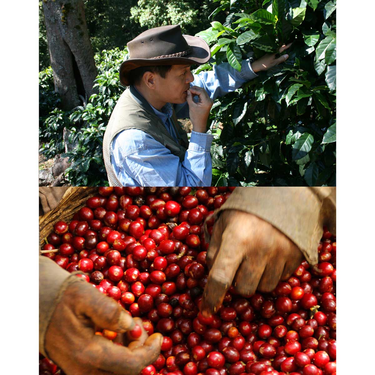 コーヒーハンターズ ドリップバッグ 飲み比べ 〔アルトルナ・サン ミゲル アンティグア・ブルボンエリテダーク 各10g×5袋〕 コーヒー