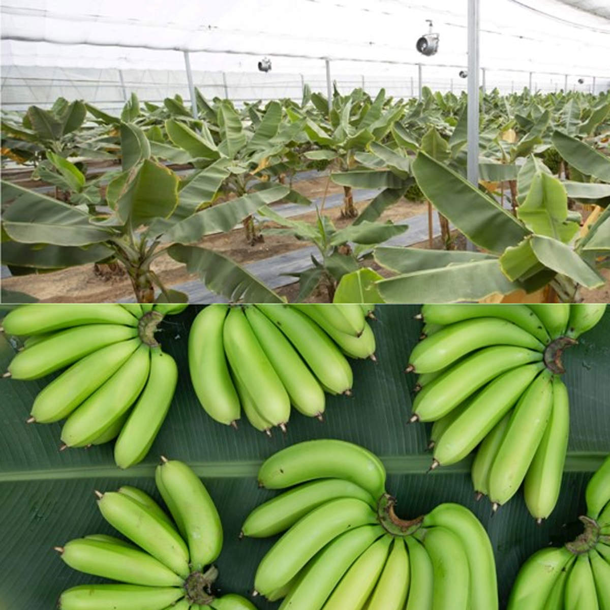 バナナの風味香る濃厚バスクチーズケーキ 金のバナーナDraine使用 〔4号(320g)〕 ケーキ スイーツ