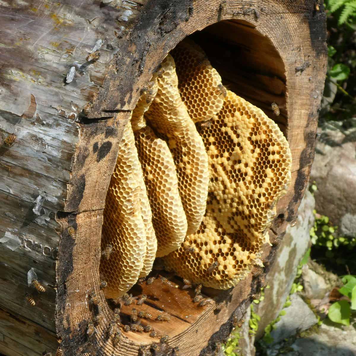 国産 南紀 熊野蜜 日本みつばち 蜂蜜 〔200g〕 はちみつ
