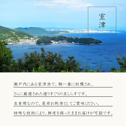 生しらす 兵庫県産 朝獲れ 生しらす 100g×5 500g