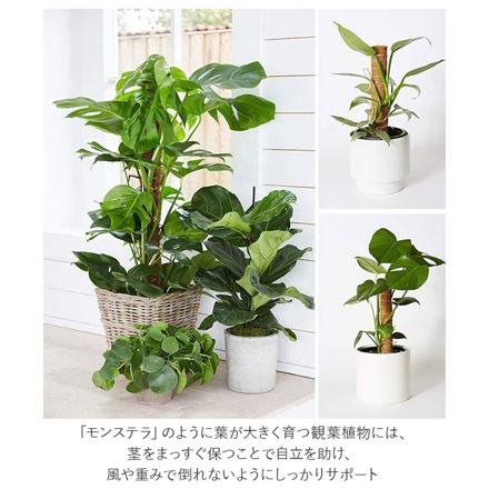 支柱 植物支柱 cn0441 50cM ブラウン