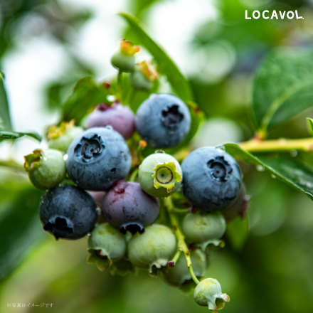 ベリージュファーム ジャム 2個入り