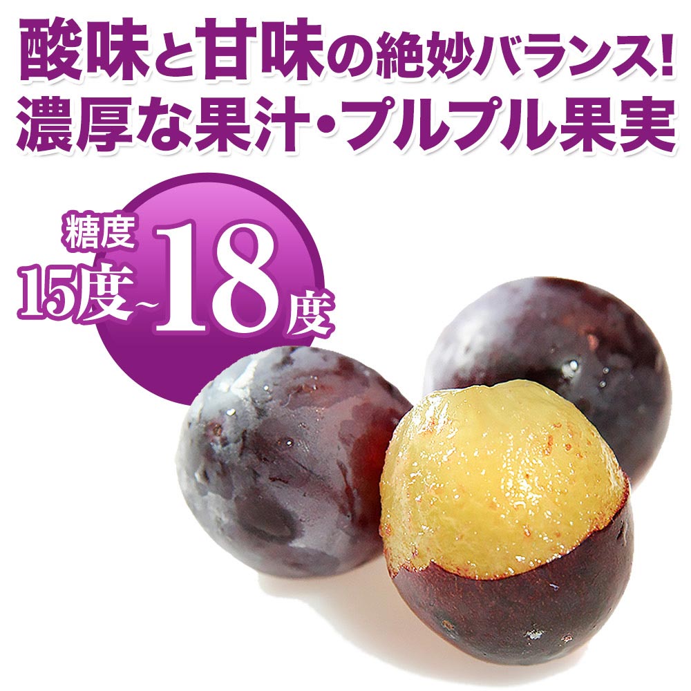 ぶどう ギフト 九州産 巨峰 1.2kg前後 お中元 ギフト 旬 フルーツ 葡萄 フルーツギフト 果物 食品 熊本 《3-7営業日以内に出荷予定》