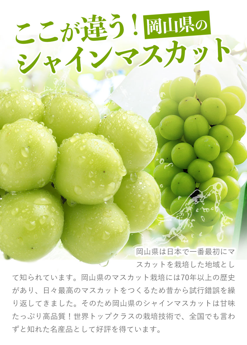 【予約販売】岡山県産 晴王 シャインマスカット 約2.0kg 3房 種なし 皮ごと食べられる 9月上旬-9月下旬頃出荷