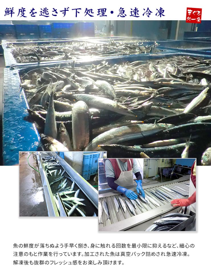 お刺身用 さんま フィレ 三陸産 4枚入り×4パック [さんま刺身フィーレ-4p]