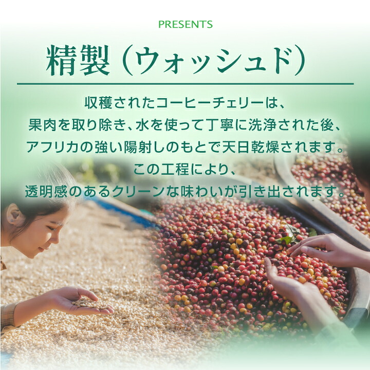 澤井珈琲 すっきり華やぐ珈琲豆 ブルンジ産 アフリカンマウンテン 200g×2袋 豆のまま