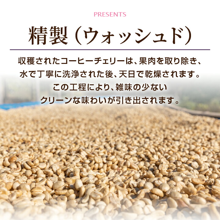 澤井珈琲 やさしい苦みとすっきり後味 ペルー産 アンデスマウンテン 200g×2袋 豆のまま