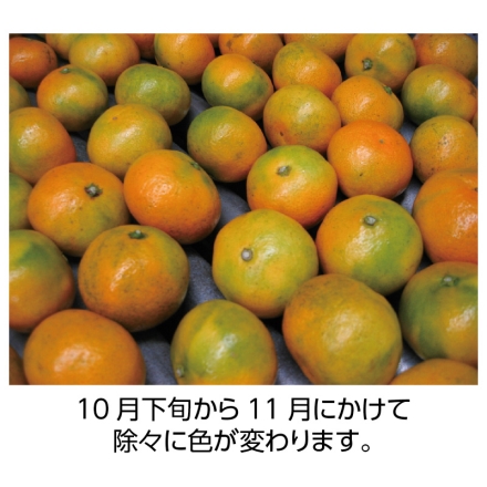 旬のとれとれ直送便（温州みかん）2.5ｋｇ