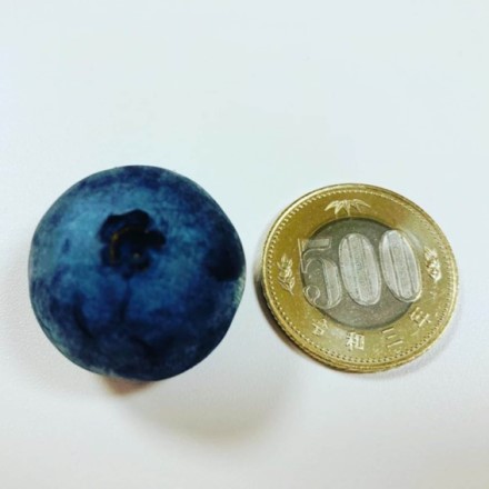 山元ヒルズファーム　無農薬ブルーベリー 500ｇ入