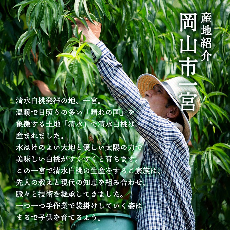 岡山白桃 ご家庭用 5-7玉入り 約1.5kg 【販売期間：2022年4月28日-2022年8月15日】