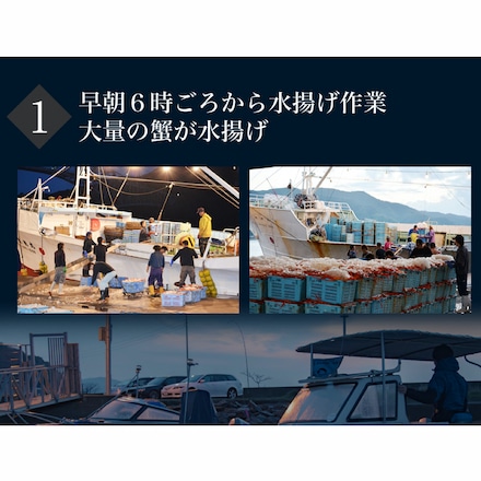 鳥取県 境港産 ボイル 紅ずわい蟹 A級 5尾 セット 1尾あたり 約300～390g