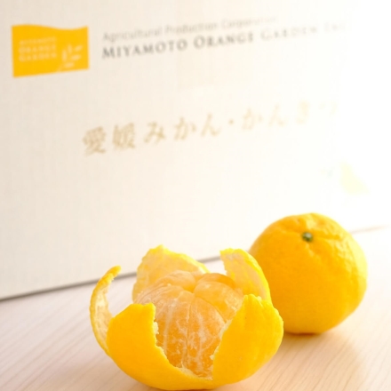 【数量限定】幻のかんきつ 媛小春 2.5kg