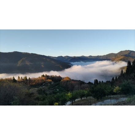 訳あり 宮崎県西米良村「青い柚子」1kgセット