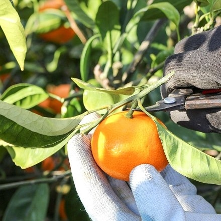 愛媛県西宇和産 果汁たっぷり 温州みかん 5kg