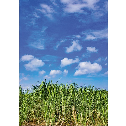 冬もオキナワクラフトラムで乾杯！沖縄産黒糖で造る沖縄産ラム【TEEDA WHITE［ティーダホワイト］(WHITE RUM】40%700ｍｌ【化粧箱入り】