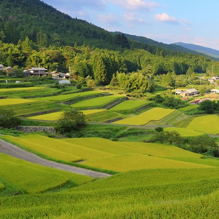美味 新潟米 2kg 令和7年産