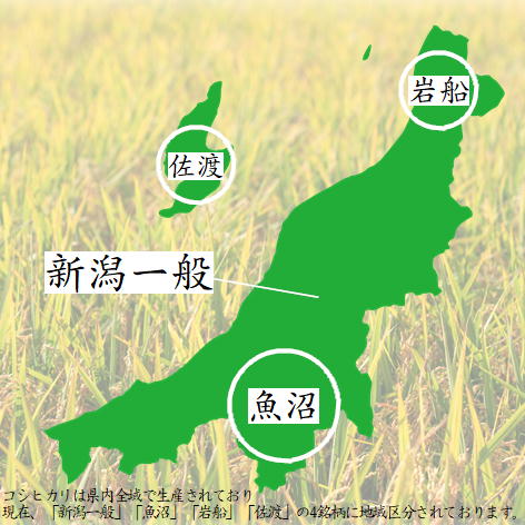 ふるさと越後発 新潟県産 コシヒカリ 10kg 令和7年産
