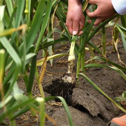 訳あり 青森県産 熟成発酵黒にんにく 700g