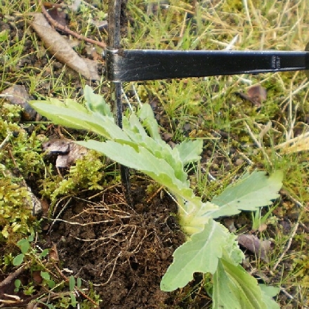 兼松 T型草取り鎌 日本製