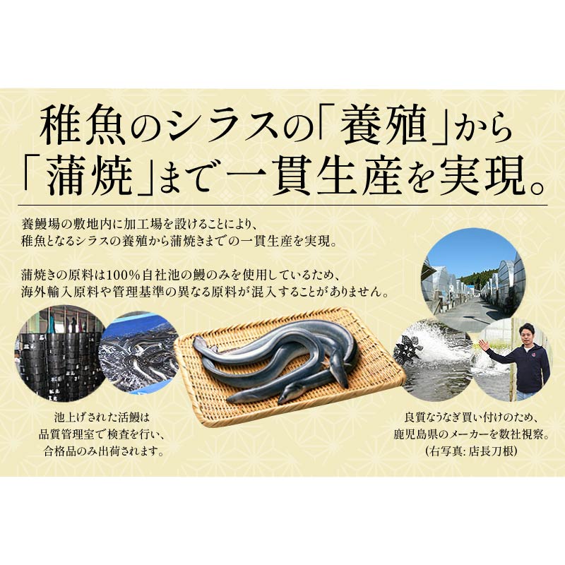 2023金賞受賞 国産 うなぎ 蒲焼き 無頭 大サイズ ( 165g前後×1尾 ) 通常箱