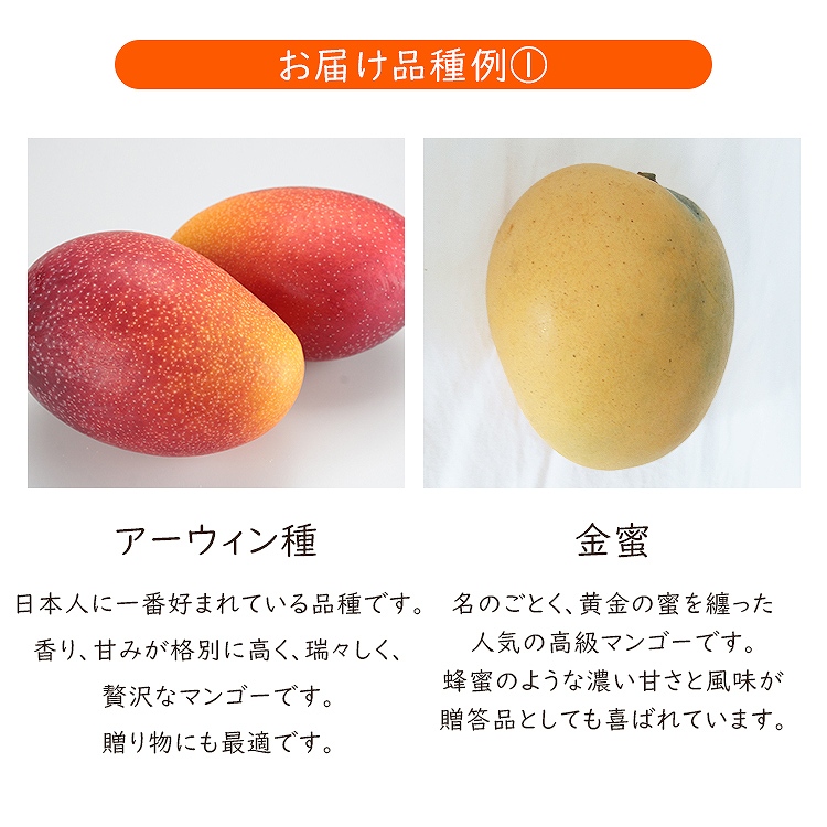 ミニマンゴー 1kg 沖縄県産 1ー3種程度 ご家庭用 マンゴー 冷蔵便 同梱不可 指定日不可