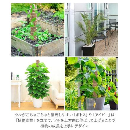 支柱 植物支柱 cn0441 50cM ブラウン