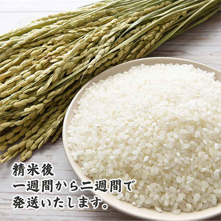 【白米】特別栽培米 丹波産 コシヒカリ 5kg