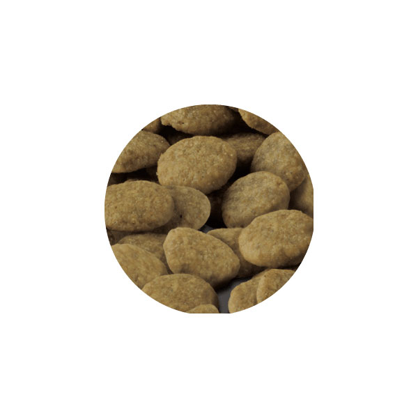 セレクトバランス グレインフリー アダルト / 1才以上の成猫用贅沢サーモン 1.4kg