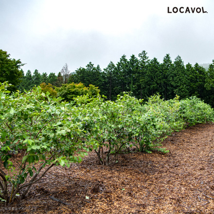 ベリージュファーム ジャム 5個入