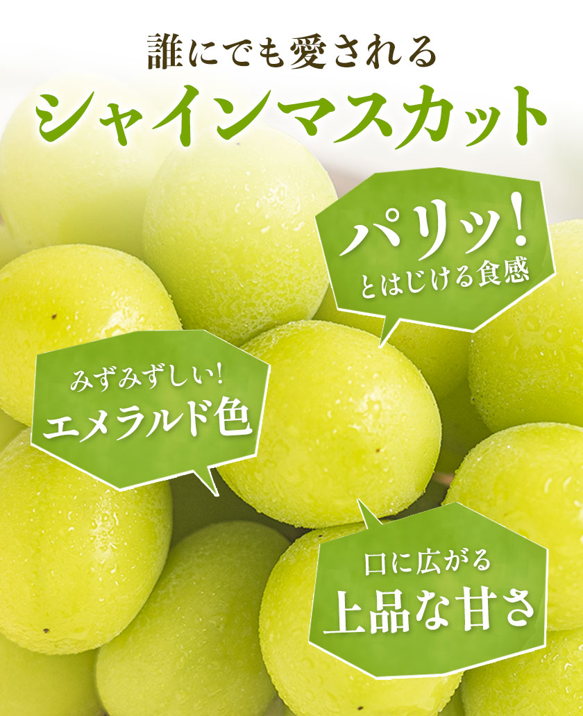 【予約販売】岡山県産 晴王 シャインマスカット 約2.0kg 3房 種なし 皮ごと食べられる 9月上旬-9月下旬頃出荷