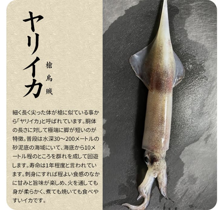 お刺身用 ヤリイカ げそ 20枚入り×5パック [ヤリイカげそ20枚-5p]