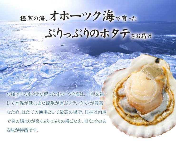 北海道産 生ホタテ 貝柱 1kg 特大サイズ [特大ホタテ1kg]