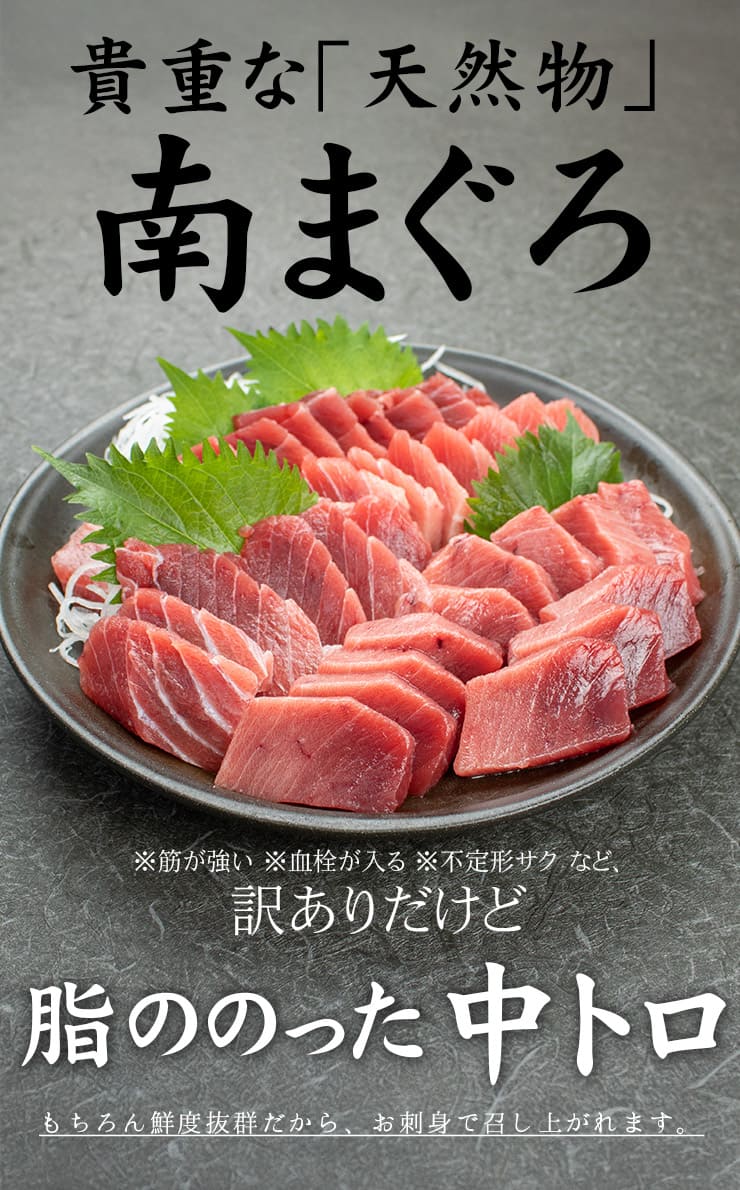 訳あり 天然南マグロ 中トロ 500g 血栓が入る 筋がある サクの形が不揃い [天然南鮪訳あり中トロ500g]超速（ちょうそく）発送 1-3営業日以内に発送予定 土日祝除く