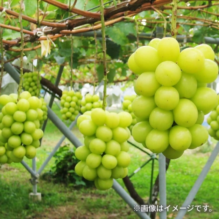 シャインマスカット2房（1.2ｋｇ）