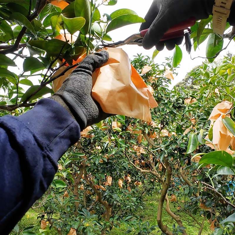 贈答用 夏小夏（ナツコナツ）1.5ｋｇ 送料込み