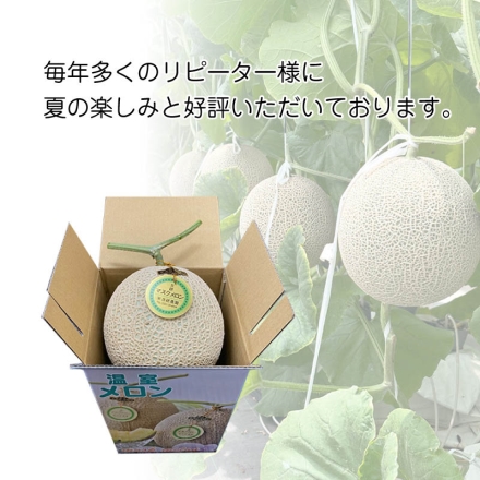 お中元のし付き マスクメロン1個 御中元 夏ギフト ギフト 贈答