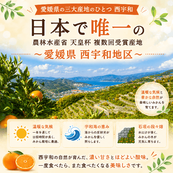 【2026年11月下旬頃出荷】愛媛限定栽培品種 まどんな 秀品2kg