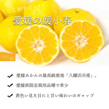 【数量限定】幻のかんきつ 媛小春 2.5kg