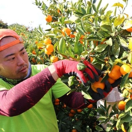 愛媛県西宇和産 果汁たっぷり 温州みかん 5kg