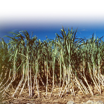 冬もオキナワクラフトラムで乾杯！沖縄産黒糖で造る沖縄産ラム【TEEDA WHITE［ティーダホワイト］(WHITE RUM】40%700ｍｌ【化粧箱入り】