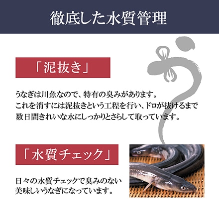 うなぎ 蒲焼 特大 1尾 ＋ きざみ 2袋 セット タレ山椒付き 鹿児島県産 鰻 熨斗なし