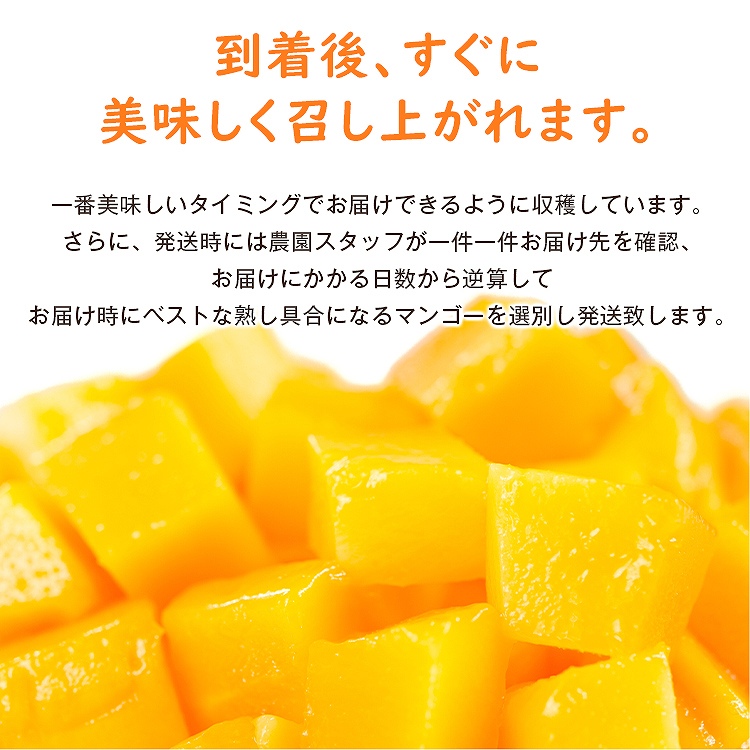 マンゴー 沖縄 完熟マンゴー 贈答用 1kg 2ー3玉 今帰仁村 ギフト あけのフルーツ アップルマンゴー アーウィン種 冷蔵便 同梱不可 指定日不可