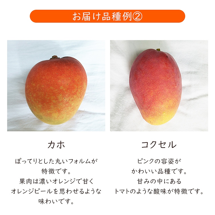 ミニマンゴー 1kg 沖縄県産 1ー3種程度 ご家庭用 マンゴー 冷蔵便 同梱不可 指定日不可