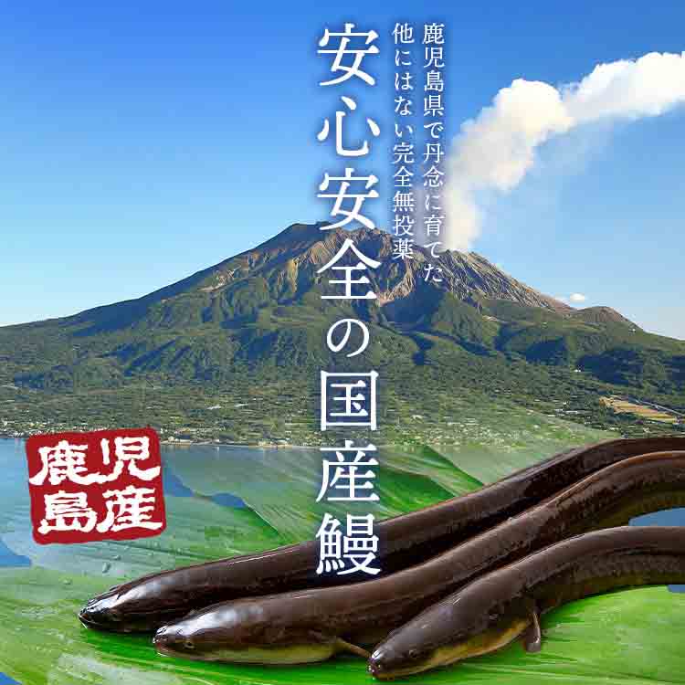 うなぎ 鹿児島県産 2尾 父の日BOX 父の日 125g×2 化粧箱入 国産 蒲焼き 長焼き 無投薬 焼き上げ 無頭 2本