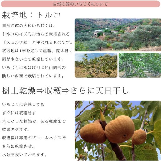 ドライいちじく 500g トルコ産