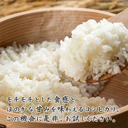 【白米】丹波産 コシヒカリ 5kg(5kg×1袋)