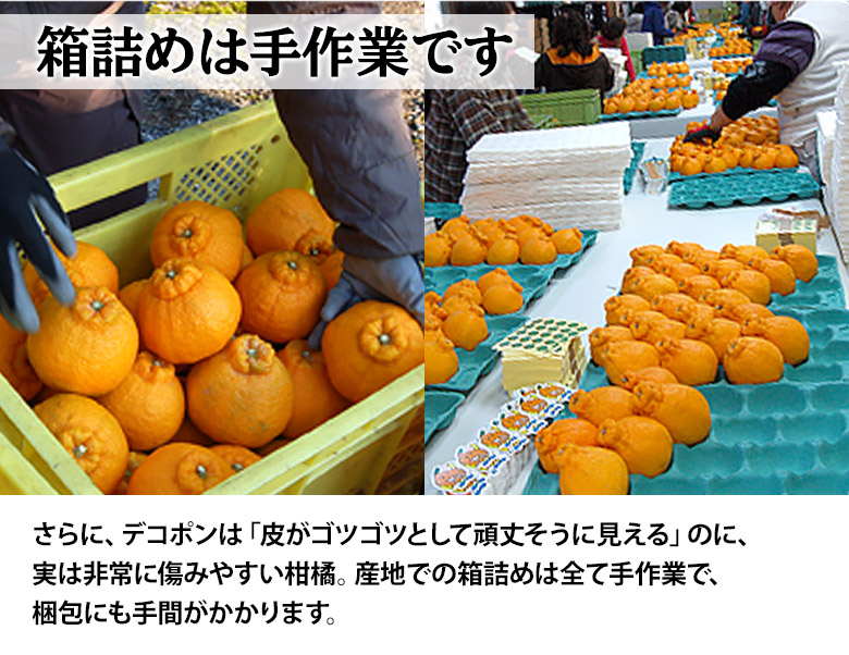 ご自宅用 デコポン 熊本県産 無印 約5kg（18-24玉） 産地箱 ※常温
