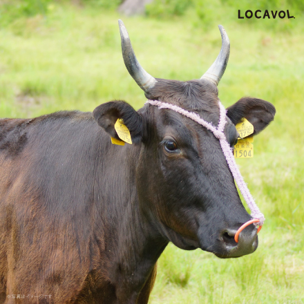 但馬牛 すき焼き（ロース）500g 兵庫県 近畿地方 美食うまいもん市場